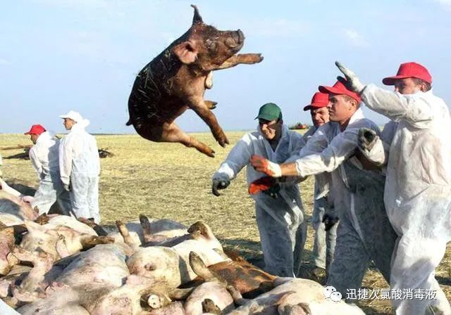 非洲猪瘟卷土重来，次氯酸高效助力猪场消毒